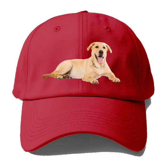 Labrador laying down Hat